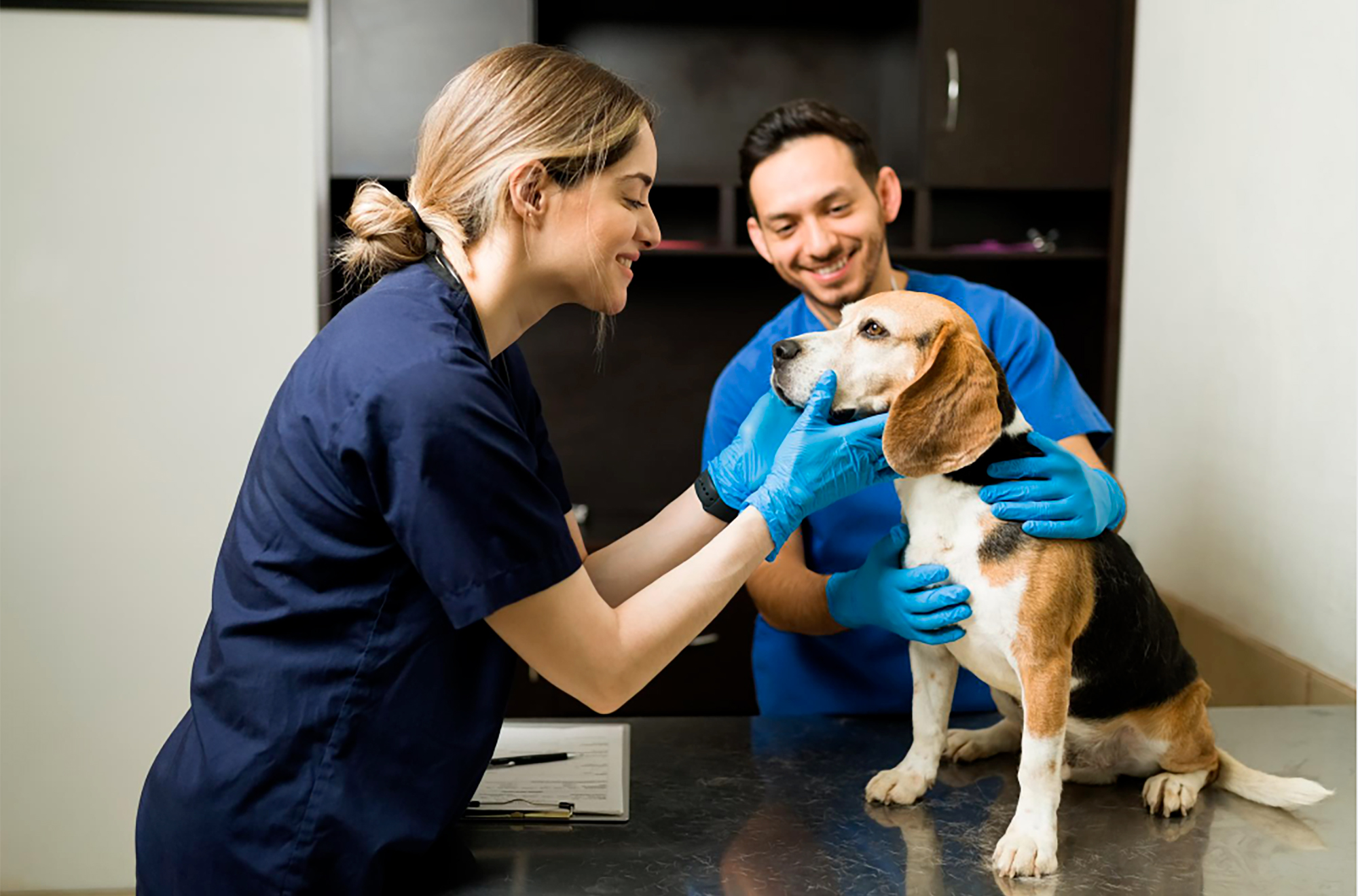 Desenvolver parcerias na clínica veterinária: qual a importância?